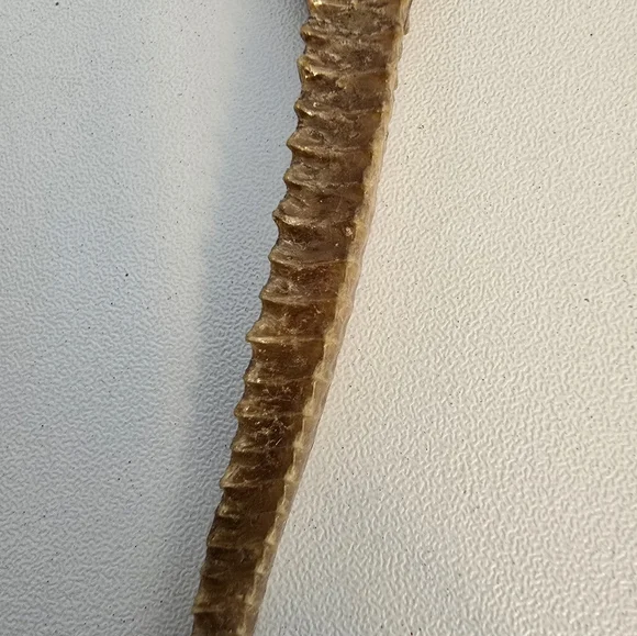 Vintage Taxidermy Seahorse Skeleton Natural Specimen 5" Hippocampus Erectus - Picture 8 of 14